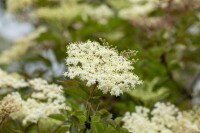 Sambucus nigra Laciniata C5