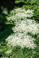 Sambucus nigra Laciniata C5