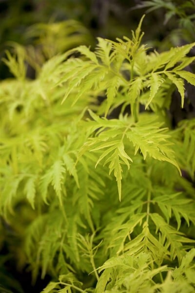 Sambucus racemosa Golden Lace  40- 60 cm