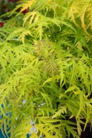 Sambucus racemosa Golden Lace  40- 60 cm