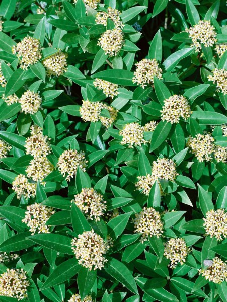 Skimmia japonica White Globe 30- 40 cm