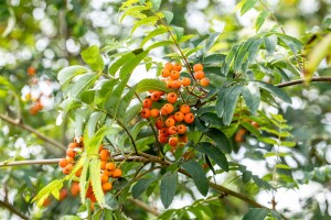 Sorbus aucuparia Fastigiata Hei 100- 125 cm