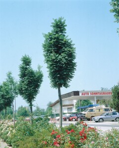 Sorbus aucuparia Fastigiata Hei 100- 125 cm