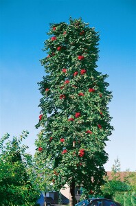 Sorbus aucuparia Fastigiata Hei 100- 125 cm