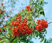 Sorbus aucuparia Fastigiata Hei 100- 125 cm