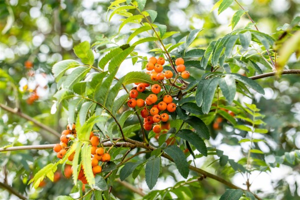 Sorbus aucuparia Fastigiata Hei 125- 150 cm