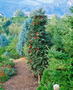 Sorbus aucuparia Fastigiata Hei 125- 150 cm