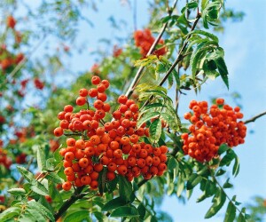 Sorbus aucuparia Fastigiata Hei 125- 150 cm