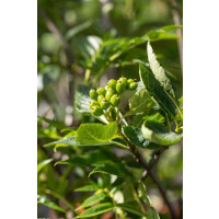 Sorbus chamaemespilus 60- 100 cm-80