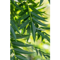 Sorbus Dodong 3xv 150- 200 cm