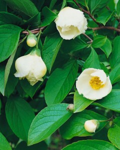 Stewartia pseudocamellia 60- 80 cm