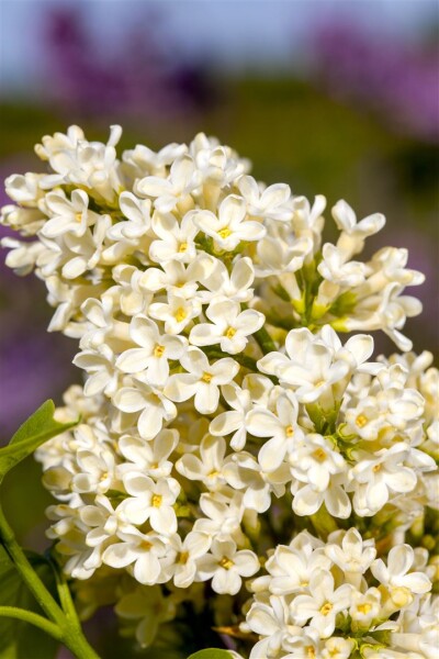 Syringa vulgaris Primrose C7,5 we 60-100