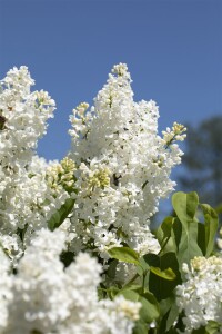 Syringa vulgaris Primrose C7,5 we 60-100