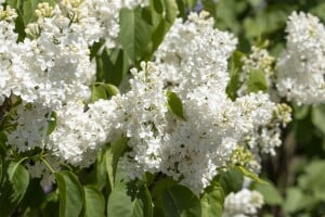 Syringa vulgaris Primrose C7,5 we 60-100