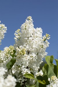 Syringa vulgaris Primrose C7,5 we 60-100