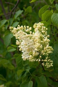 Syringa vulgaris Primrose C7,5 we 60-100