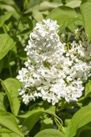 Syringa vulgaris Primrose C7,5 we 60-100