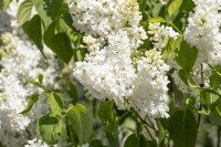 Syringa vulgaris Primrose C7,5 we 60-100