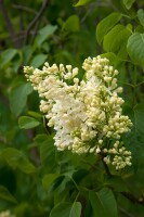 Syringa vulgaris Primrose C7,5 we 60-100