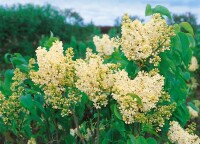 Syringa vulgaris Primrose C7,5 we 60-100