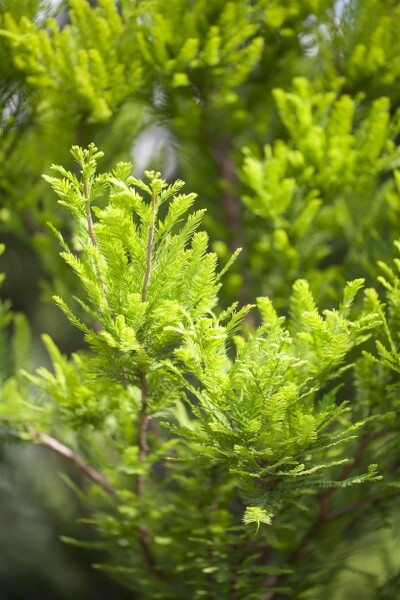 Taxodium distichum Peve Minaret 50- 60 cm