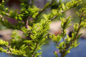 Taxodium distichum Peve Minaret 50- 60 cm