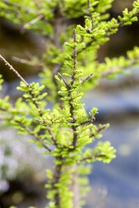 Taxodium distichum Peve Minaret 50- 60 cm