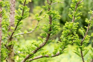 Taxodium distichum Peve Minaret 50- 60 cm