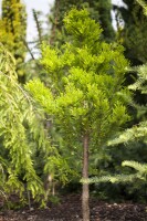 Taxodium distichum Peve Minaret 50- 60 cm