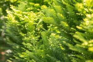 Taxodium distichum Peve Minaret Stammhöhe 80 cm + Krone