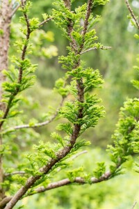 Taxodium distichum Peve Minaret Stammhöhe 80 cm + Krone