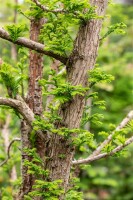 Taxodium distichum Peve Minaret Stammhöhe 80 cm + Krone