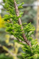 Taxodium distichum Peve Minaret Stammhöhe 80 cm + Krone