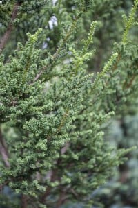 Taxus baccata Rushmore C40 Dekorschale 40-60