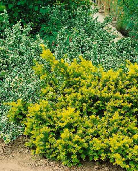 Taxus baccata Washingtonii 40-50