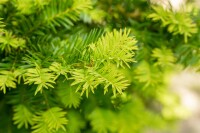 Taxus baccata Washingtonii 40-50