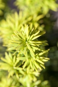 Taxus baccata Washingtonii 125-150