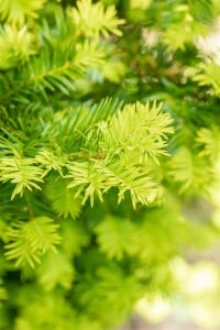 Taxus baccata Washingtonii 125-150