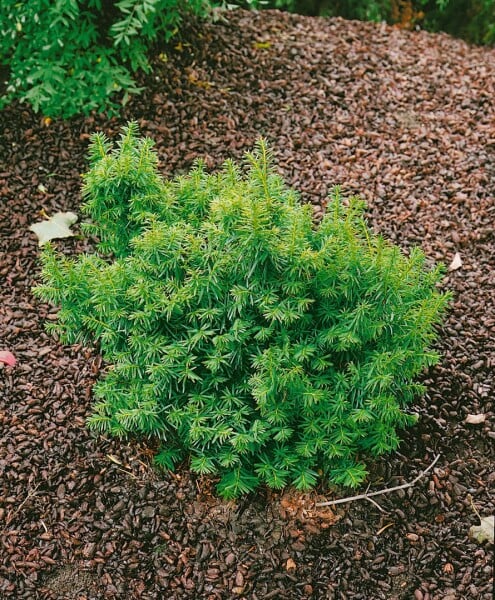 Taxus cuspidata Nana 25- 30 cm