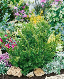 Taxus cuspidata Nana 25- 30 cm