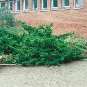 Taxus cuspidata Nana 25- 30 cm