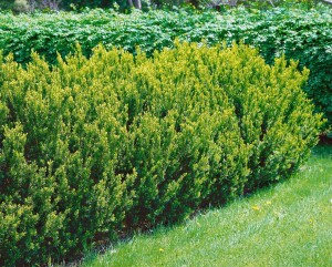 Taxus cuspidata Nana 50- 60 cm