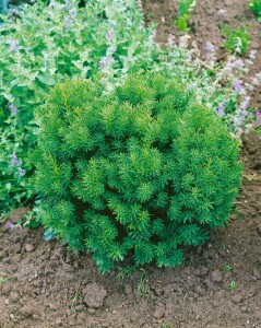 Taxus cuspidata Nana mb 40-50 cm