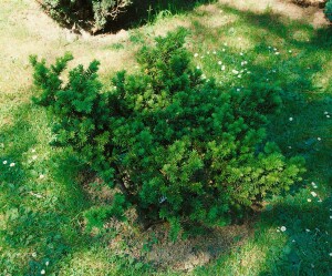 Taxus cuspidata Nana mb 40-50 cm