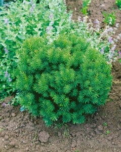 Taxus cuspidata Nana mb 50-60 cm