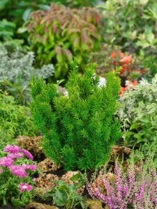 Taxus cuspidata Nana mb 50-60 cm