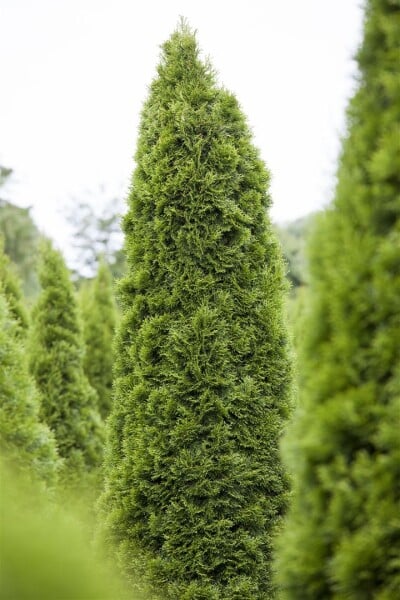 Thuja occidentalis Zmatlik 25- 30 cm