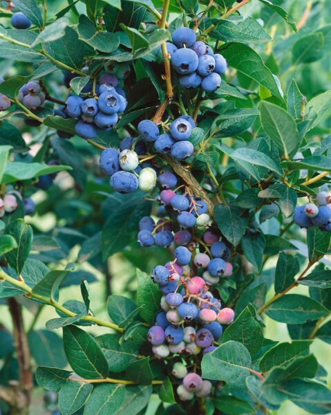 Vaccinium corymbosum Hardyblue 30- 40 cm