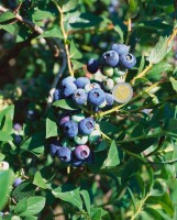 Vaccinium corymbosum Hardyblue 30- 40 cm