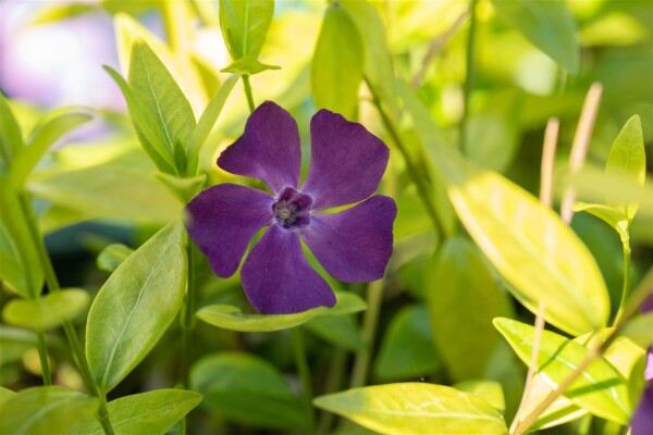 Vinca minor Verino 9 cm Topf - Höhe variiert